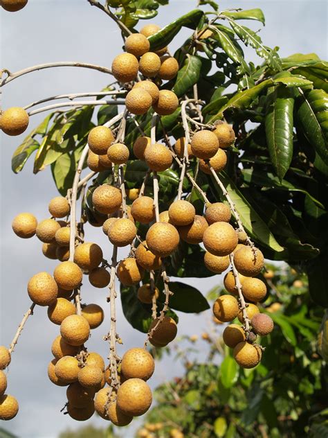 Logan young trees prefer moist soil. Longan Trees - 50mm pots - Fruit Tree Lane