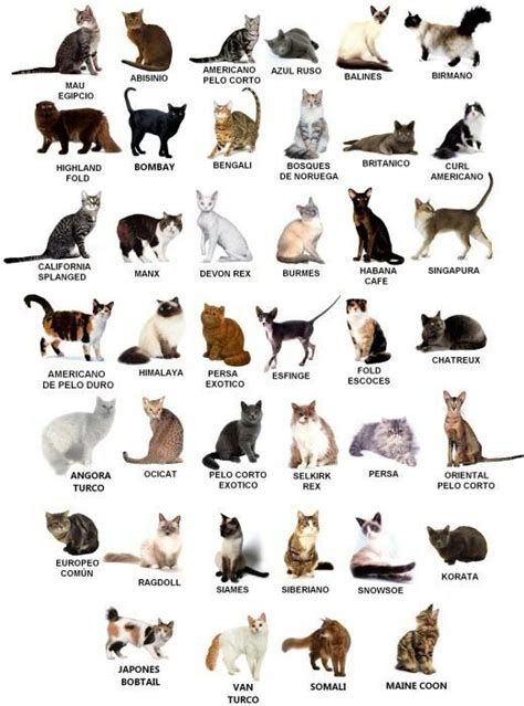 They are all similar in appearance but have wide adaptations to their home climates. Pin by Cherry Corry on Cats | Different types of cats ...