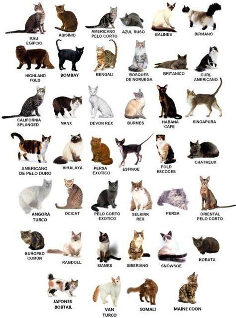 The gallery below features the popular and well known breeds, dwarf cats, hairless cats and the hybrid cats developed by man. Pin by Cherry Corry on Cats | Different types of cats ...