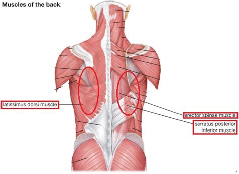 Rib 1 is shorter and wider than the other ribs. Pain On Right Side Under Ribs Towards Back : Why do You ...