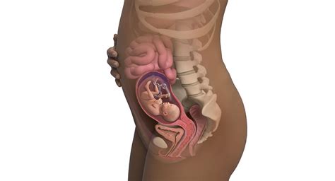 Der körper ihres babys entwickelt nach und nach immer deutlichere proportionen und sieht in der 23. 21 Ssw - 21 Ssw 21 Schwangerschaftswoche Noch 20 Wochen ...