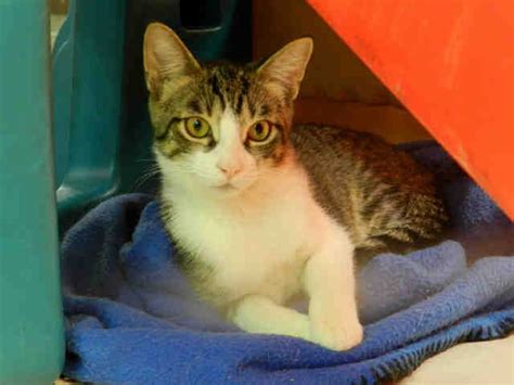 Healthy stray cats that are brought into the shelter will be sterilized. Austin (A622035) | Cat adoption, Humane society, Animal ...