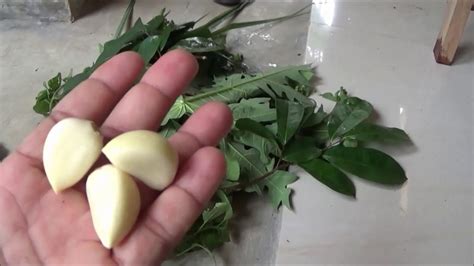 Cara membuat pupuk perangsang bunga. Cara Membuat Pestisida Nabati dari Ramuan Daun untuk Obat ...