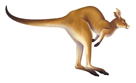 Touch device users, explore by touch or with swipe gestures. Best Kangaroo Clipart #12060 - Clipartion.com