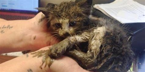 We know, completely bizarre, right? Kitten Found Stuck in Mud Under Steel is Saved by Teamwork ...