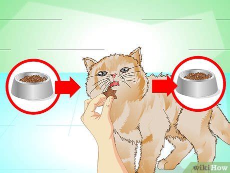 How to put weight on a stray cat. 3 Ways to Put Weight on a Cat - wikiHow