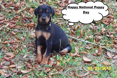 Exellent bloodlines with health testing. Black Male: Sidon! - A.K.C. Doberman Puppies For Sale ...