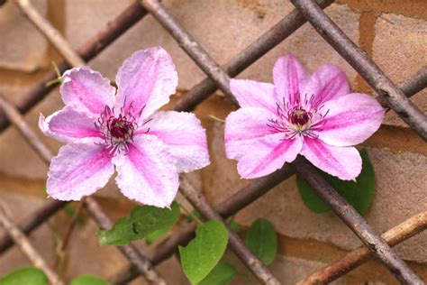Es reicht, wenn von jedem haupttrieb nur 30 bis 50 zentimeter übrig bleiben. Rosen und Clematis - Wissenswertes zur Kombination (Waldrebe)