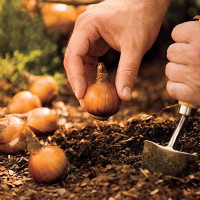 Fall blooming bulbs are more difficult to bring to mind. Fall is for Planting Spring Blooming Bulbs • Telly's ...