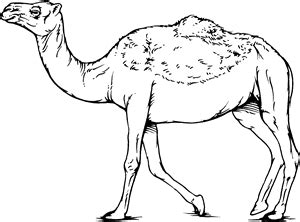 The most distinctive feature of a camel is the hump, or humps, on its back. Camel - Definition for English-Language Learners from ...