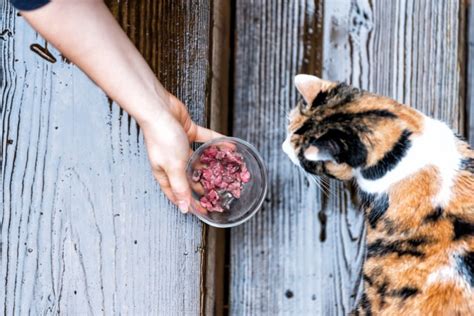 Berikut ini terdapat beberapa virus bahaya untuk kucing, terdiri atas karena kucing adalah karnivora, tentu saja daging adalah salah satu jenis makanan kucing terbaik. Makanan dan Minuman yang Baik Untuk Kucing Kampung ...