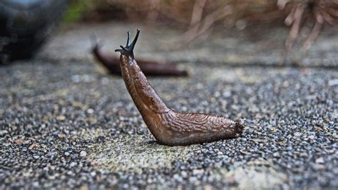 Maybe you would like to learn more about one of these? How to Deal With Snails and Slugs in the Garden Naturally ...