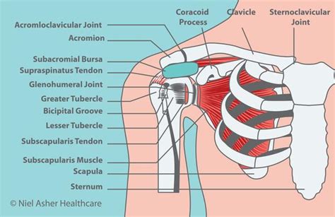 Choose from a wide range of similar scenes. Frozen Shoulder and Diabetes - Niel Asher Education