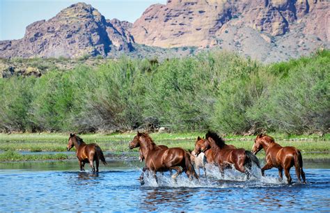 The united states forest service the salt river is located in the tonto national forest just outside of mesa, arizona. Vango Photos | Salt River Wild Horses: Day 180