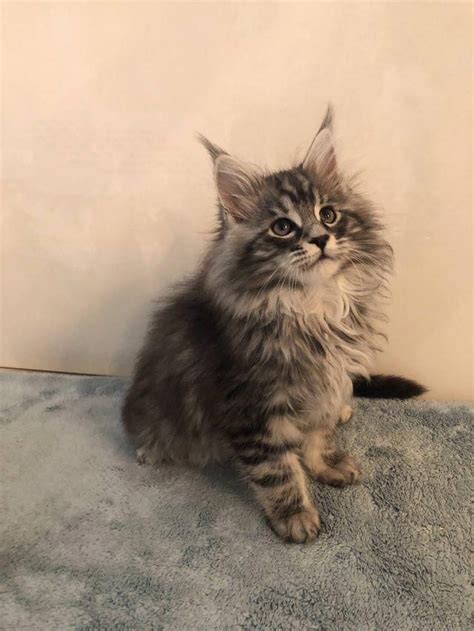 Most people are attracted to the maine coon breed for its large size. Maine Coon Kittens For Sale Near Me Craigslist