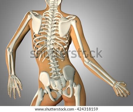 In the centre of your chest there is a strong bone called. 3d Render Back Woman Body Skeleton Stock Illustration 424318159 - Shutterstock