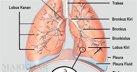 Empedu di muat pada sebuah jaringan berotot yang disebut dengan kantong empedu. Bagian Paru-Paru Pada Manusia | Biology.Co.Id