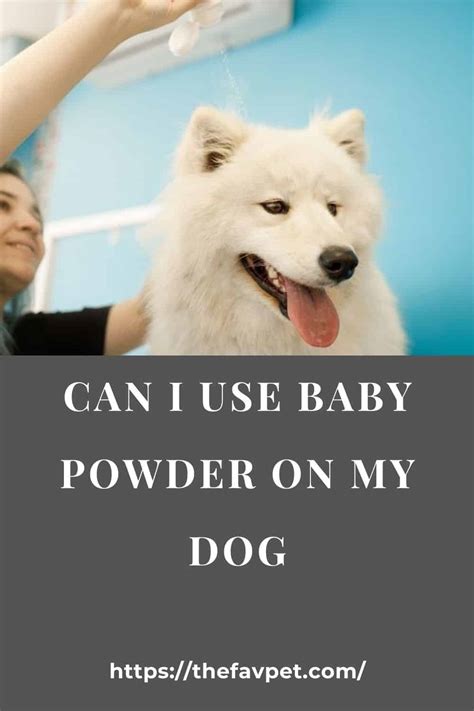 Maybe you would like to learn more about one of these? Can I Use Baby Powder On My Dog? (All You Need To Know ...