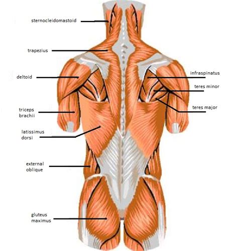 Having the right upper chest exercises is crucial to building the smaller pec muscles that are often neglected during your chest workout. Skeletal Muscle Review