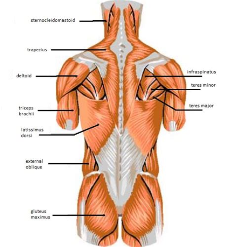 The diagram is a common one used to explain sliding filament theory, but don't worry about trying to gluteus maximus, biceps femoris, semitendinosus, semimembranosus at the back and the adductor or groin major muscles of the neck and back include the erector spinae, multifidus, rectus abdominus. muscles of the chest wall - ModernHeal.com