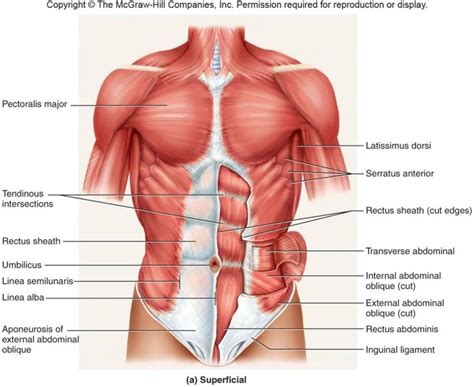 Rectus abdominis aalso known as the six pack, is a paired muscle running vertically on each side of the front wall of the abdomen. Anatomy Abdomen Muscles | Abdominal muscles anatomy ...