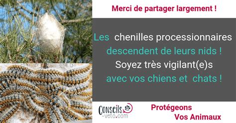 L'arrivée du printemps annonce aussi celle des chenilles processionnaires et des dangers qu'encourent vos animaux à leurs contacts ! La chenille processionnaire, un danger pour le chien et le ...