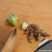 Grafting is a very simple and interesting process! Grafting on Opuntia compressa: how to carry out your own ...