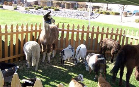 It's an open concept farm which allows all the animals to roam freely. Petting Zoo...put me in there please! | Mobile petting zoo ...