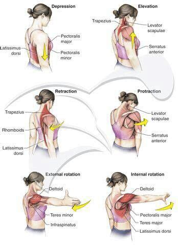 Although three ligaments protect and surround the shoulder joint, most of its stability comes from the powerful muscles and tendons of the rotator cuff. Shoulder movements/muscles | Yoga anatomy, Physical ...