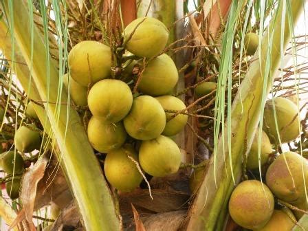 Rendah dalam kalori, bebas kolestrol dan lemak secara semula jadi, kadar potasium yang lebih banyak berbanding dengan 4 pisang dan boleh melegakan rasa haus. ~: Khasiat Air Kelapa Muda