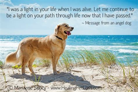 We have had lucky since he was how do you cope with this? When Your Dog Dies Quotes. QuotesGram