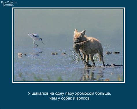 Интересные факты о животных в картинках - Zefirka