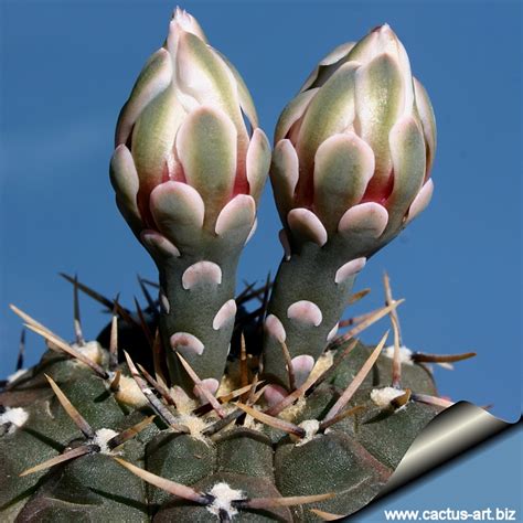 An interesting fact about a cactus is that a cactus has a thick, juicy and swollen stem inside his body which helps it to store water and when it gets thirsty because of the extremely hot weather, he it has to be grafted onto a green cactus to be able to supply itself with energizing photosynthetic products. Gymnocalycium striglianum