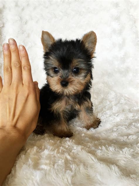 Maybe you would like to learn more about one of these? Tiny Teacup Yorkie Puppy For sale! | iHeartTeacups