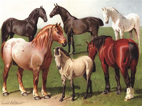 Free shipping on orders over $65 Horse Breeds - New York Puzzle Company