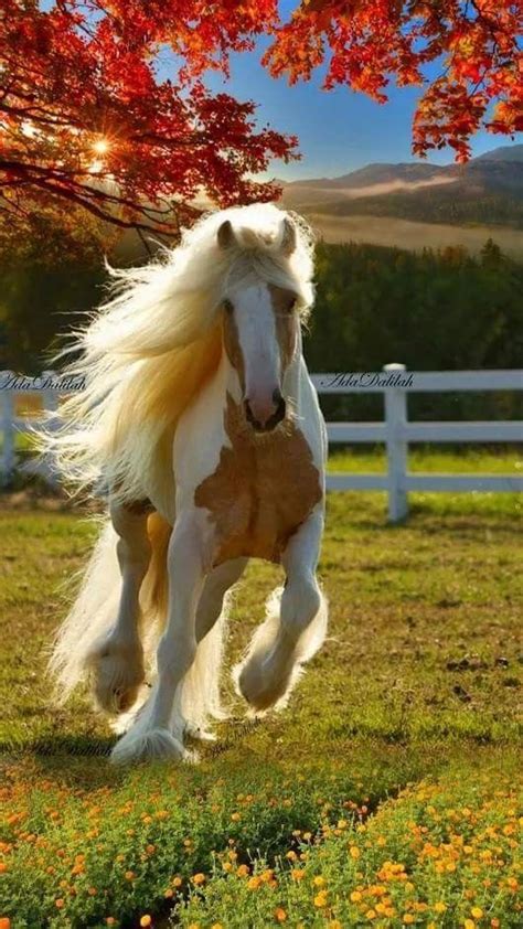 Begini ternyata prosesi kuda kawin (suharno stable). 50+ Gambar Kuda Poni Lari / Kawin | Тварина, Наймиліші ...