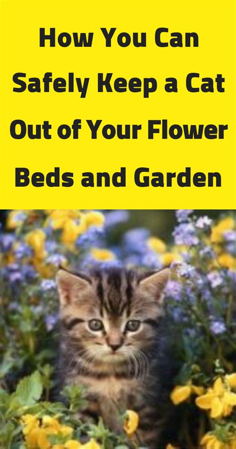 Paper litters, most of which come in the form of small, firm pellets, can be a good substrate solution for cats that suffer from respiratory problems. How You Can Safely Keep a Cat Out of Your Flower Beds and ...