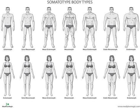 Free body type quiz finds your true body type with 5 easy questions. Somatotype Body Types for Men and Women by MealPlanMagic ...