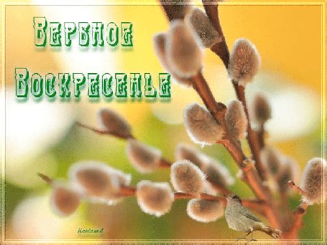 Вербное воскресенье в 2021 поздравления трогательные в стихах. Открытка Вербы к Вербному Воскресенью - С Вербным ...