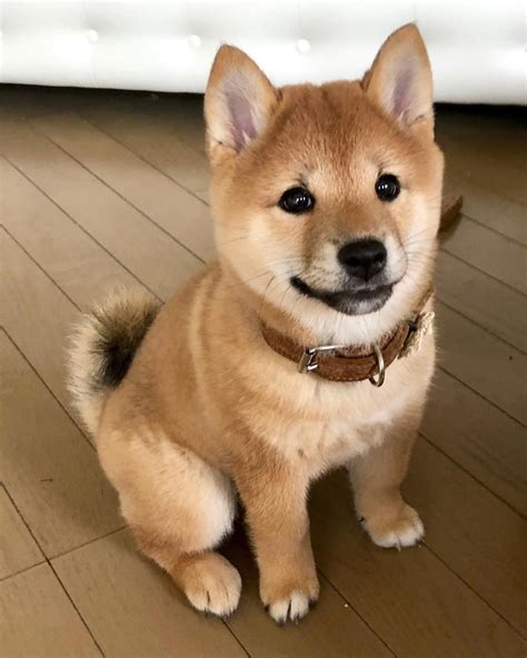 Das günstigste angebot beginnt bei € 2.200. Shiba Inu Welpen Kaufen Sachsen - Votre Album Photos