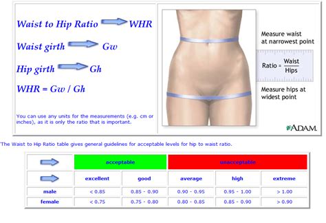 Measure around the largest part of the head. Waist to hip measurement chart, venus factor diet plan ...