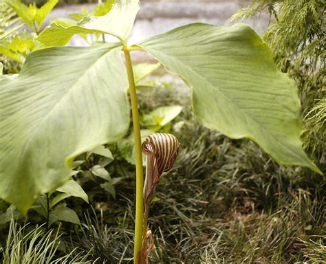 This name is the accepted name of a species in the genus arisaema (family araceae). Pacific Bulb Society | Arisaema Species Two