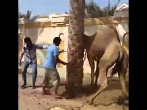 Tiger chases man on motorcycle. Camel tries to kill his killer before it die. - YouTube