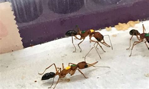 Encontre fotos de stock de alta qualidade que você não acha em nenhum outro lugar. MaisConhecer - Algumas operárias indianas de formigas saltadoras podem fazer a transição para um ...