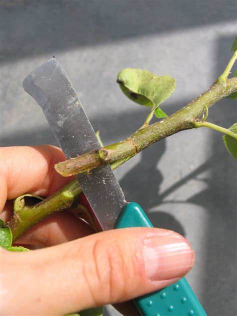 Citrus fruit trees are hardy to zones 9 through 11, but their relatively small height, bushy growing habit and evergreen life cycle make them good candidates for growing indoors in other climates. Shield Budding Fruit Trees (epic post) - The Impulsive ...