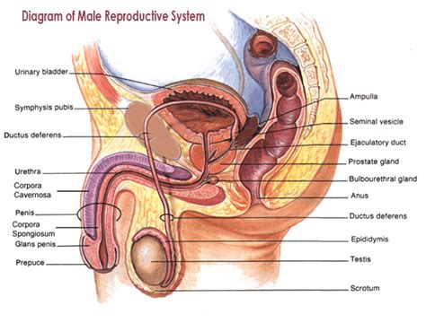 The body parts can be divided into two categories: What are the three glands in the human male reproductive ...