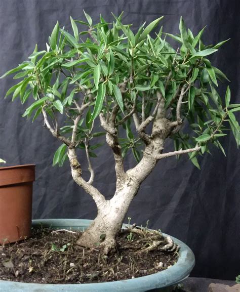The leaves do not reduce by much, so they are naturally more suited to medium to large bonsai. LENNARD'S BONSAI BEGINNINGS.