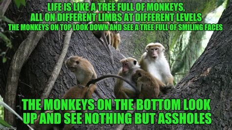 Someone help me find this monkey meme!!!! The Tree is Getting Crowded too! - Imgflip