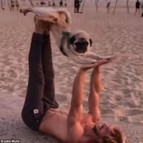 Collection by jen mayers • last updated 5 weeks ago. Adorable pug partners up with its owner for yoga | Daily ...