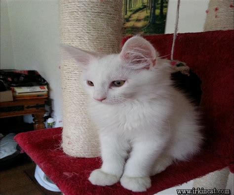 Explore 227 listings for white fluffy kittens for sale at best prices. The Insider Secret on White Maine Coon Kittens For Sale ...